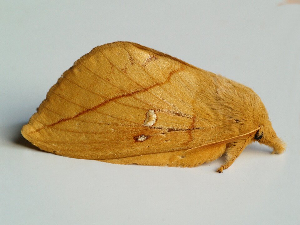 Moth bug summer