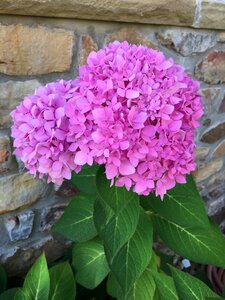 Flower fall