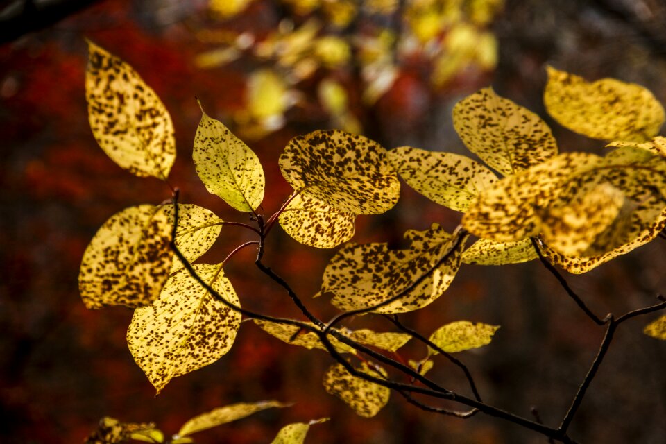 Autumn leaves autumn leaves