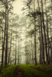 Scenery pine forest mist photo