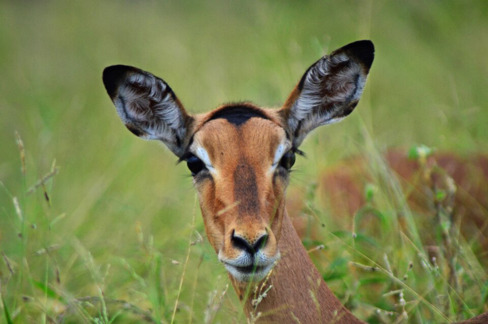 Animals nature africa