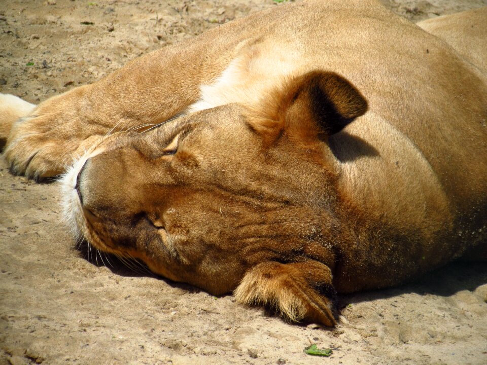 Animal zoo