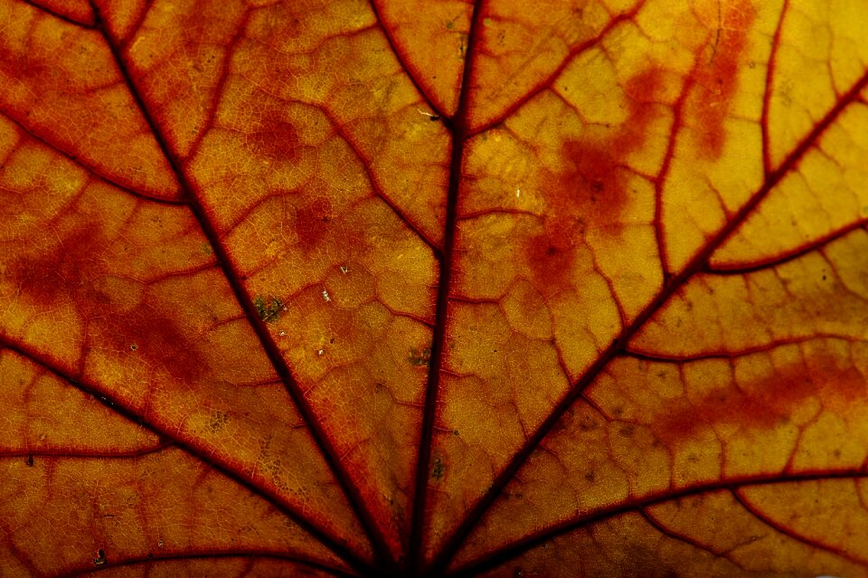Autumn colours fall foliage leaves