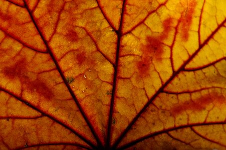 Autumn colours fall foliage leaves photo