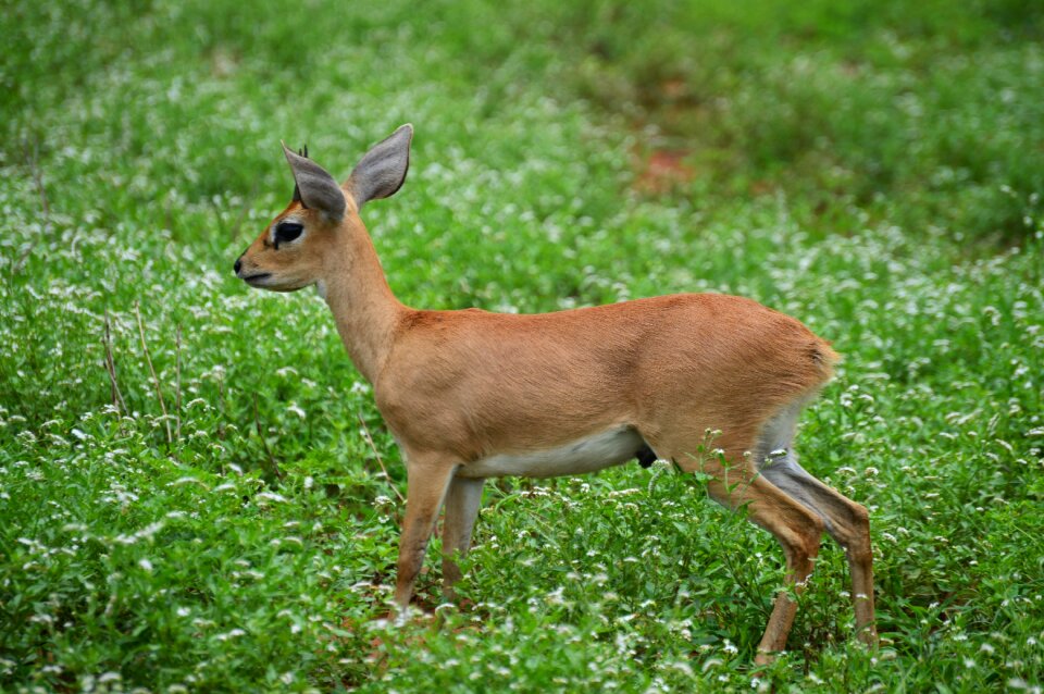 Buck wildlife animals