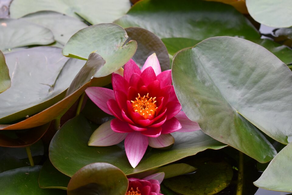 Pink garden