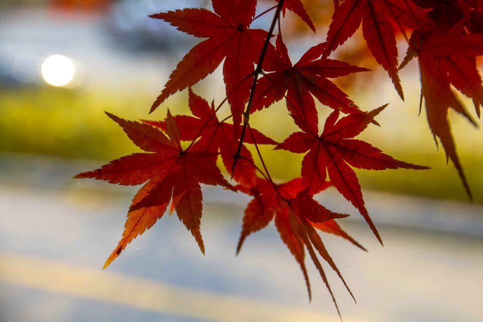 Autumn leaves autumn leaves