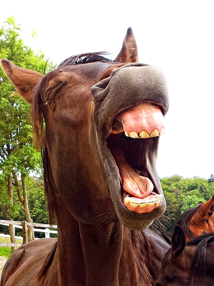 Laughing yawning humorous
