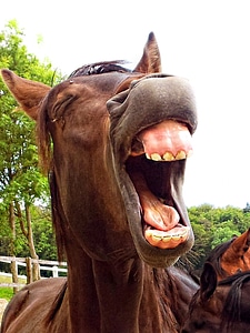 Laughing yawning humorous photo