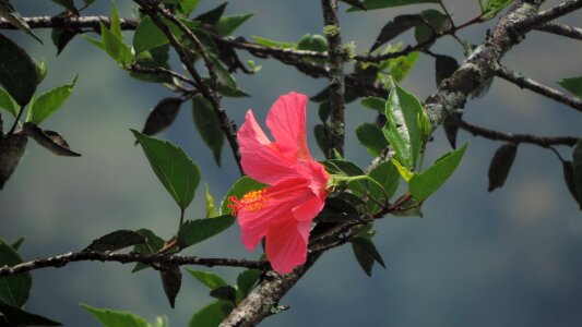 Tropical nature floral
