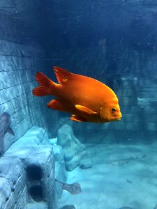 Aquarium texas