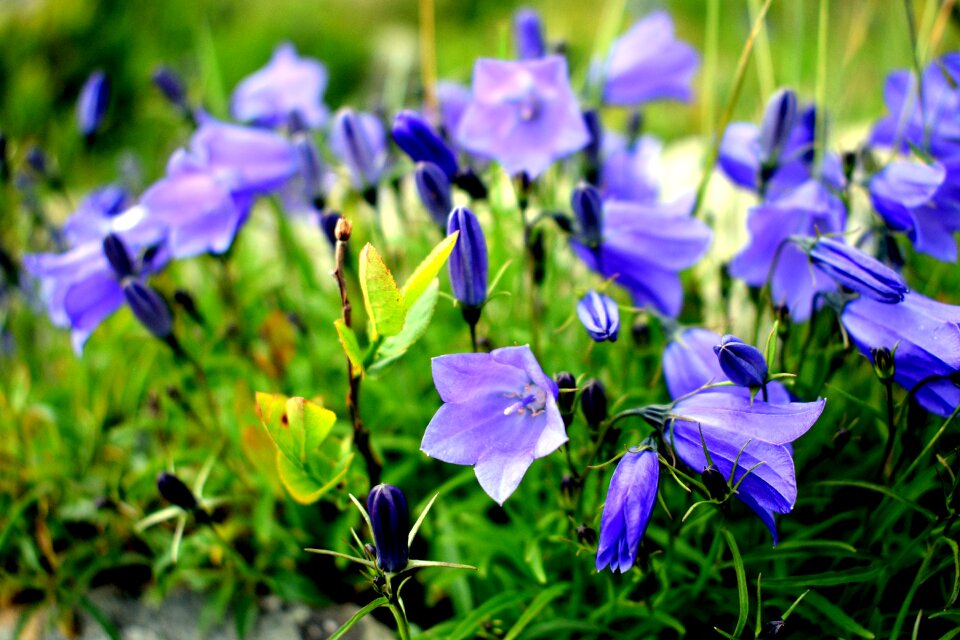 Ringtone blue flowers garden