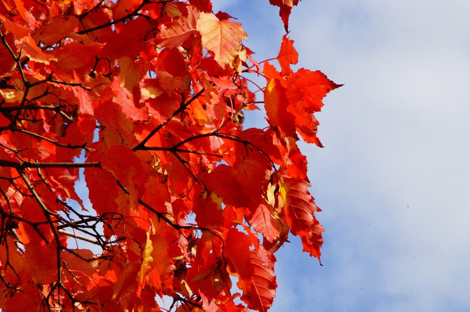 Fall foliage emerge leaves in the autumn