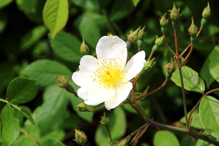 Garden petals nature
