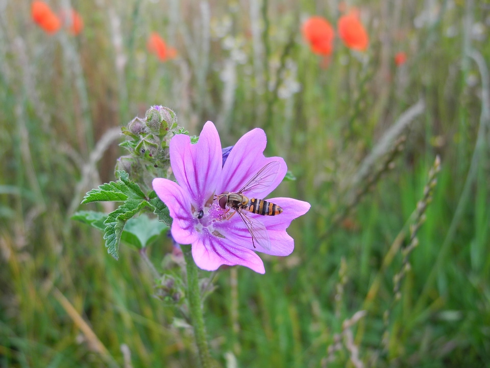 Bloom violet meadow
