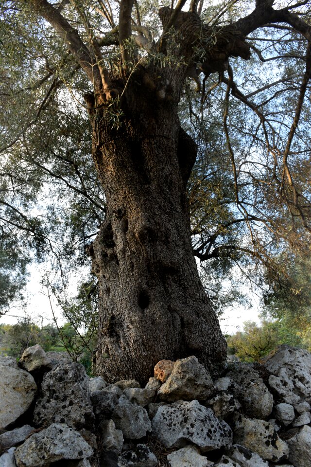 Olive tree walls dry