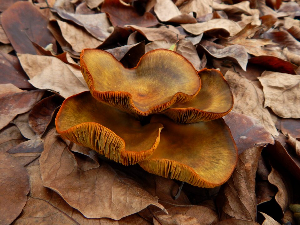 Nature autumn wild