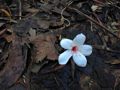 Flower the only lonely