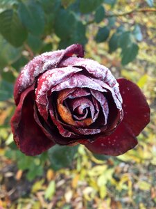 Frosty rose red rose beautiful flower