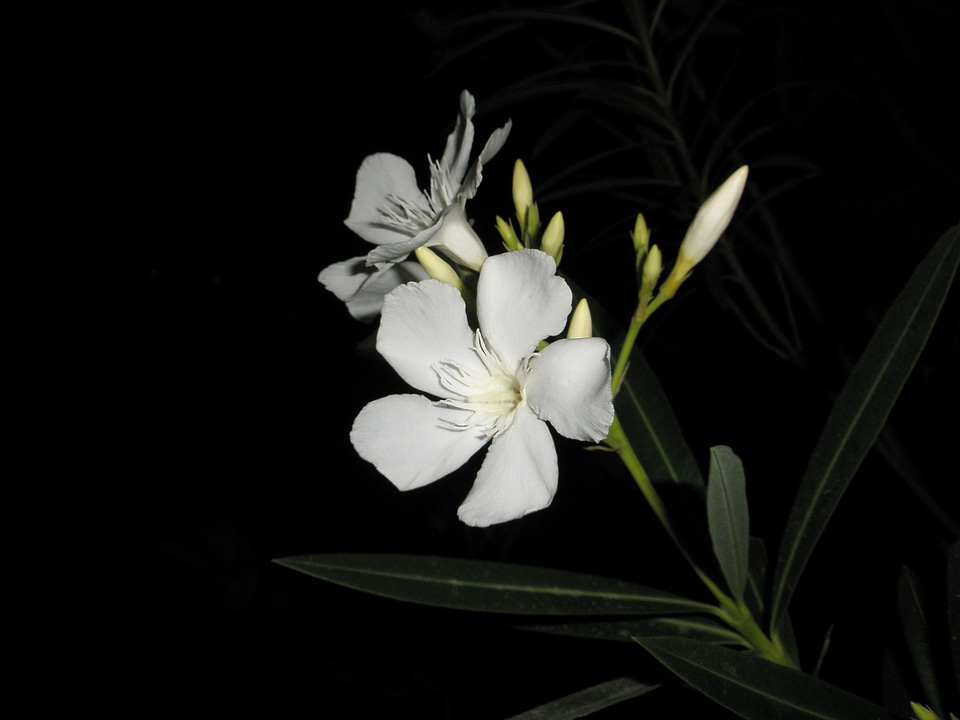 Flora white oleander