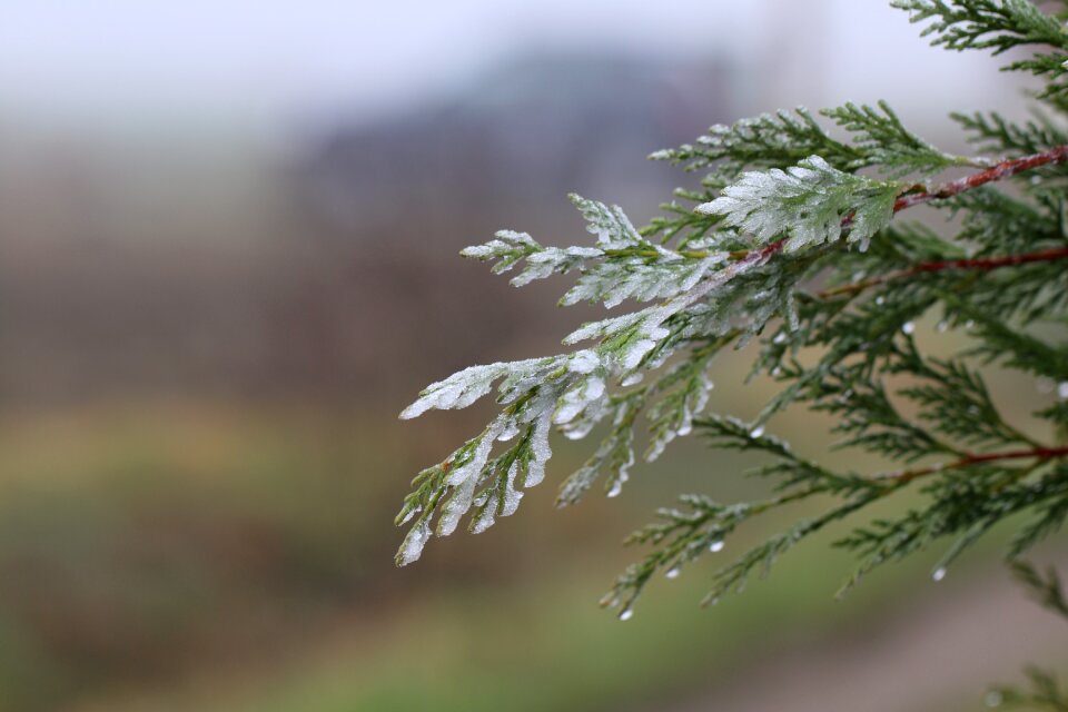 Plant ice frozen leaves