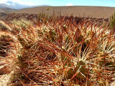 Desert cactus chile photo