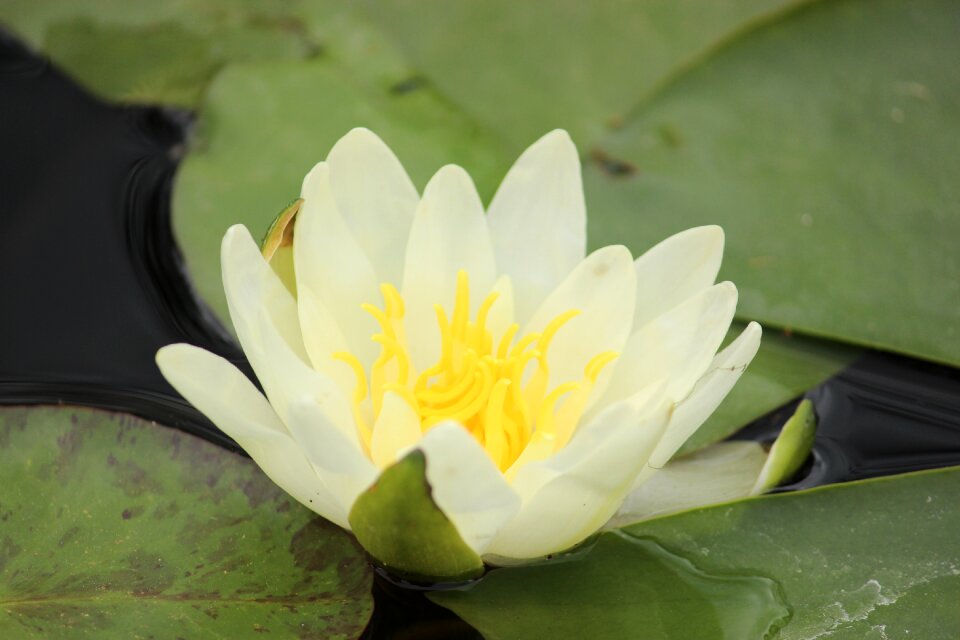 Nature plant aquatic plant