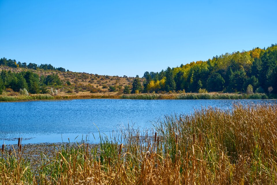 Autumn forest yellow photo