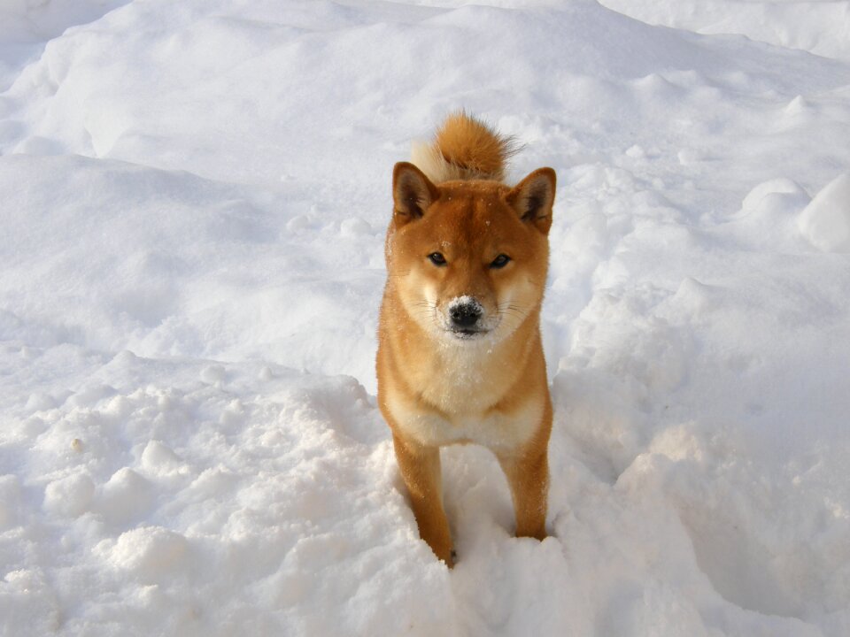 Wintry shiba animal