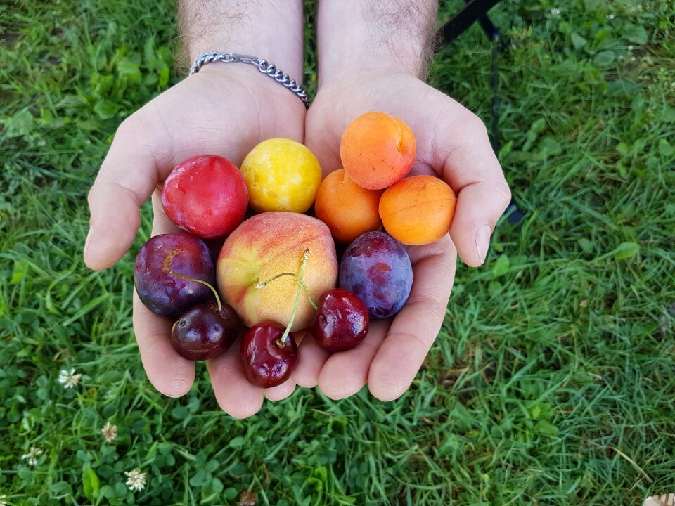 Apricot cherry plum