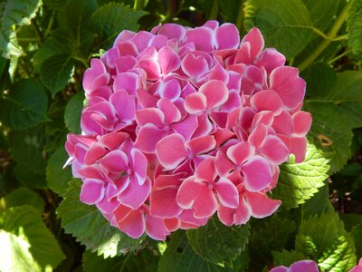 Flower nature garden