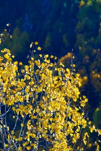 Plant nature autumn photo