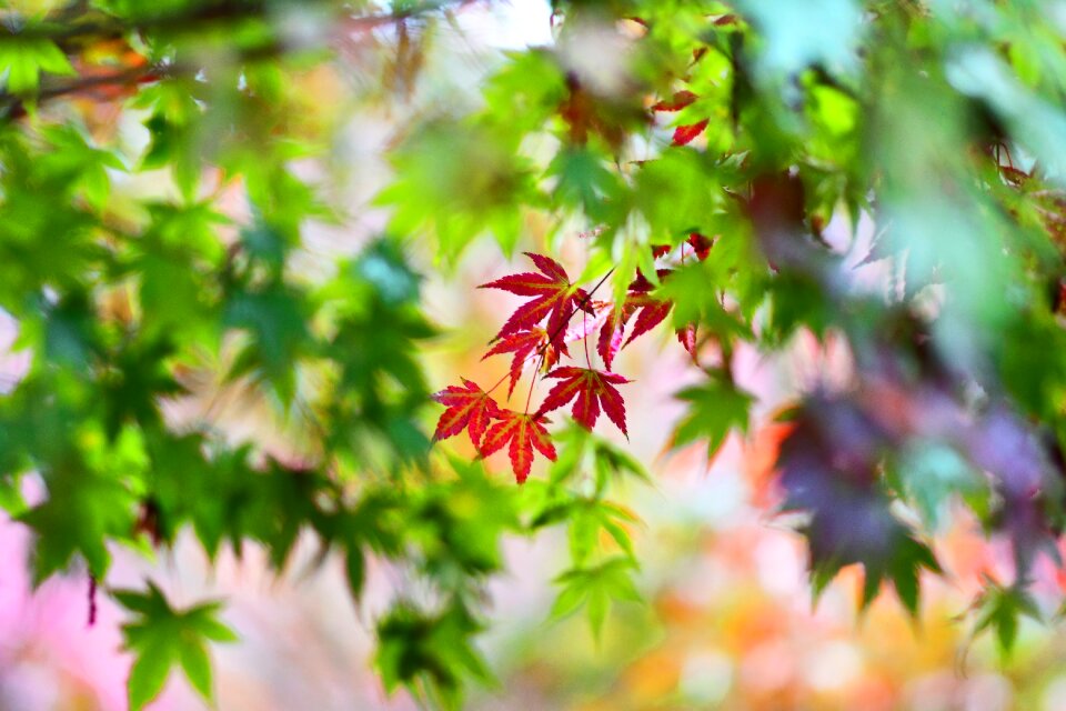 Red maple station bend fushou mountain farm