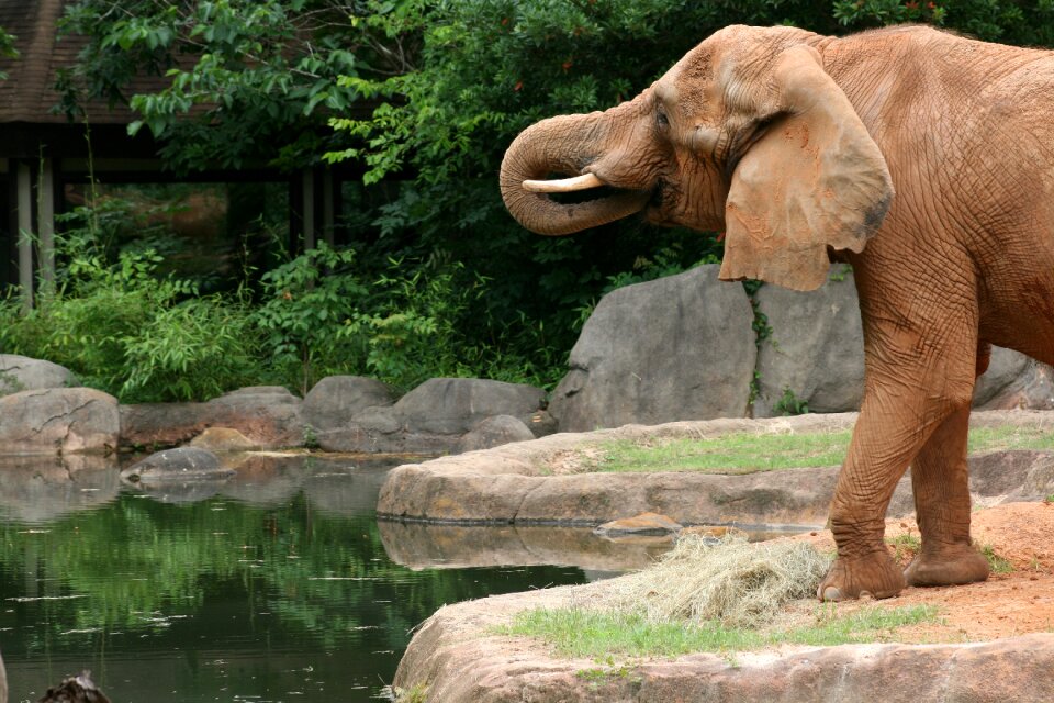 Safari animal mammal