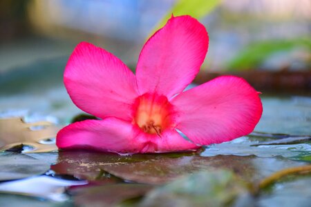 Lotus leaf shallow depth of field pretty photo