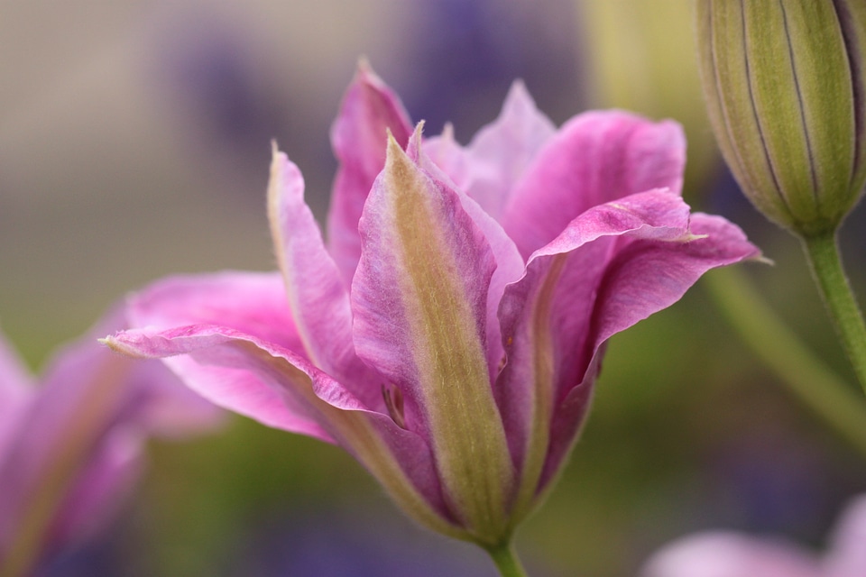 Bloom flowers flower