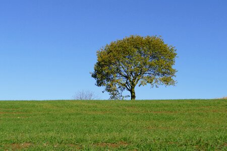 Tree panoramic field