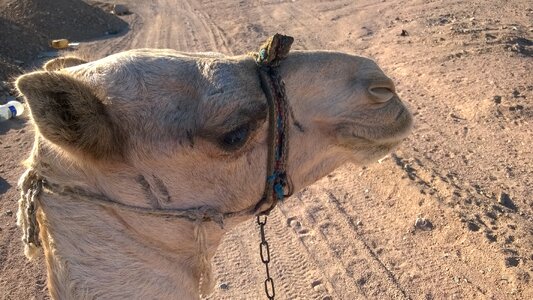 Africa desert adventure