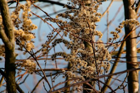 Autumn faded shrubs