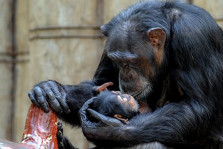 Africa zoo motherly love photo