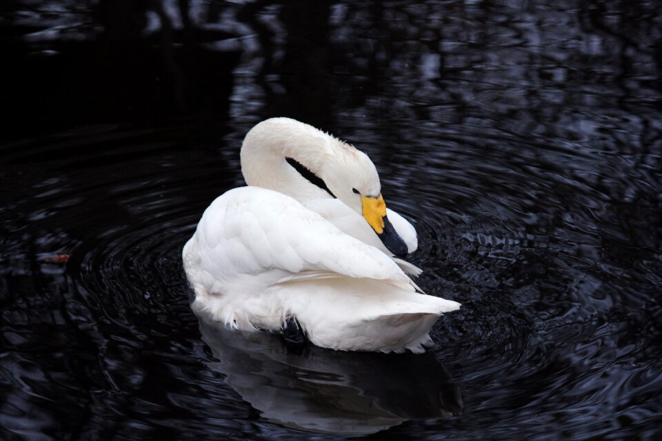 Pond white swan lake