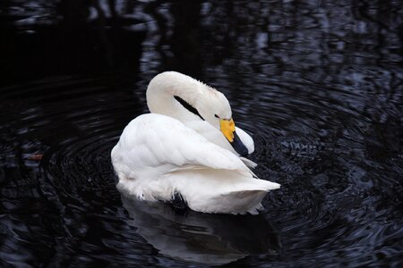 Pond white swan lake photo