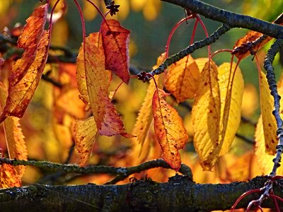 Golden autumn nature golden