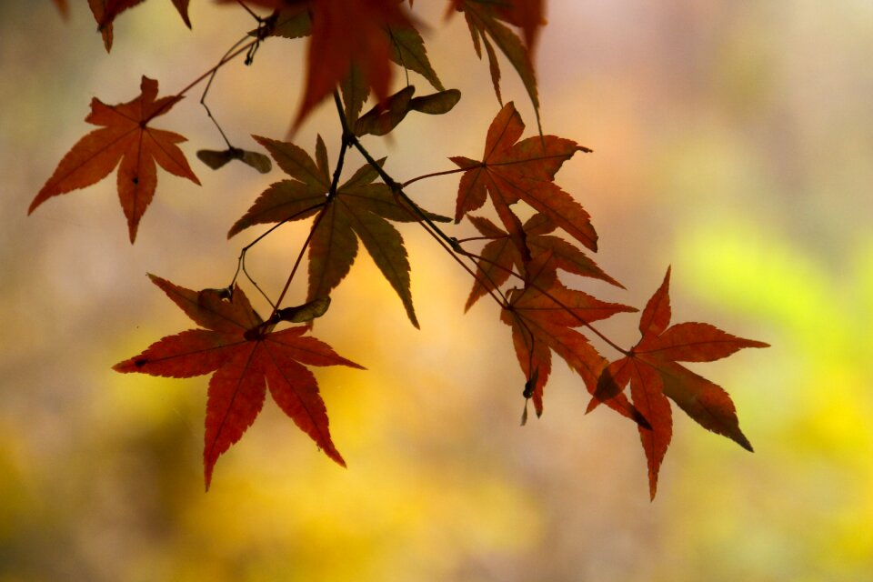Autumn fall autumn landscape
