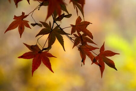 Autumn fall autumn landscape photo