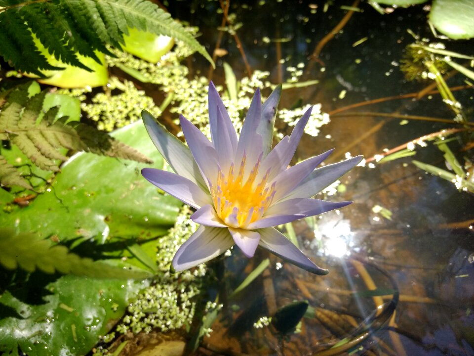 Aquatic plant plant nature