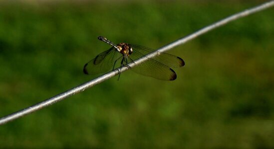 Predator wing macro