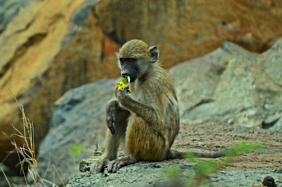 Flowers nature yellow