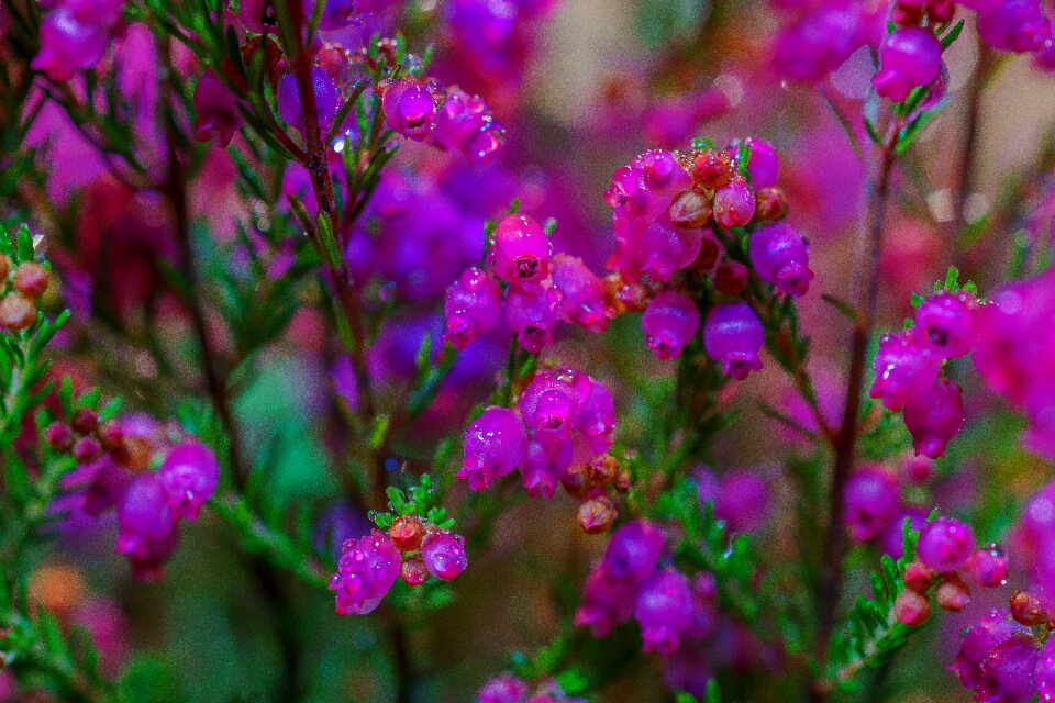 Plant violet heide