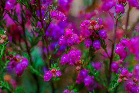 Plant violet heide photo